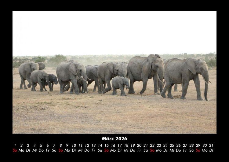 Produktbild: Elefanten - Die sanften Riesen Afrikas 2026 Fotokalender DIN A3