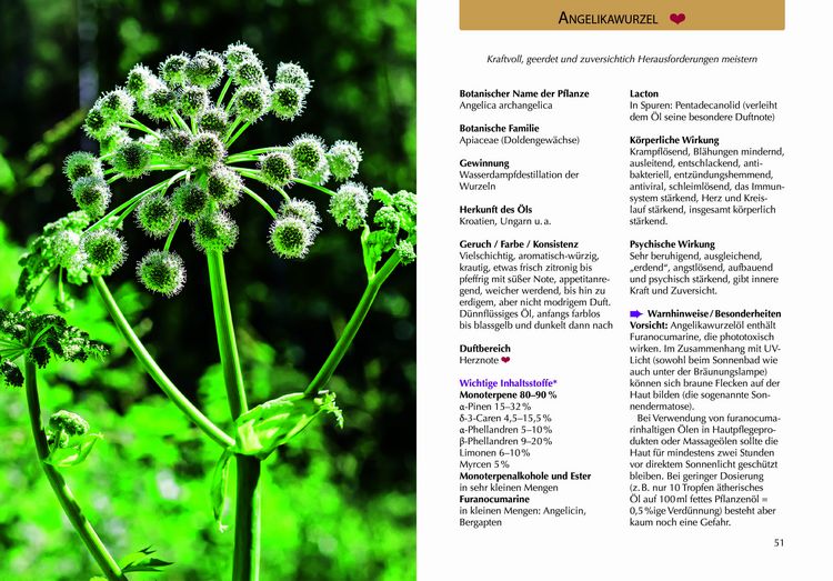 Produktbild: Handbuch &Auml;therische &Ouml;le
