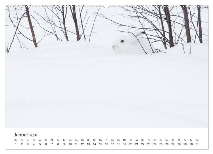 Produktbild: Finnland: eine tierische Entdeckungsreise (hochwertiger Premium Wandkalender 2026 DIN A2 quer), Kunstdruck in Hochglanz