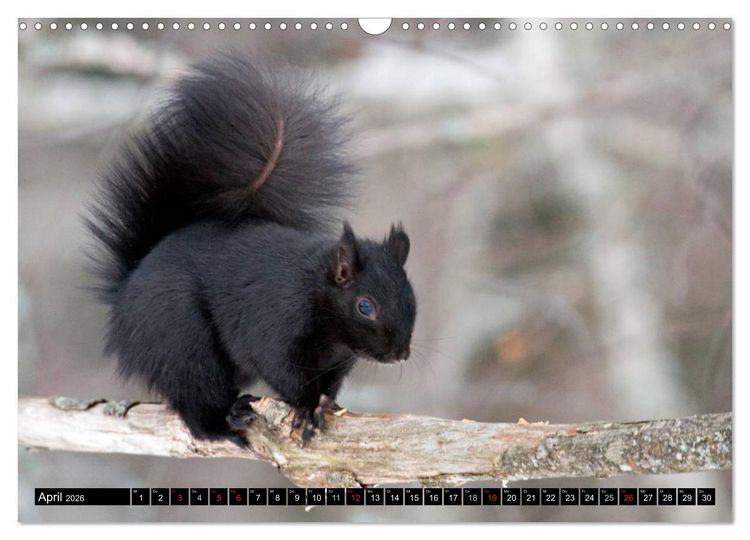 Produktbild: EICHH&Ouml;RNCHEN (Wandkalender 2026 DIN A3 quer), CALVENDO Monatskalender