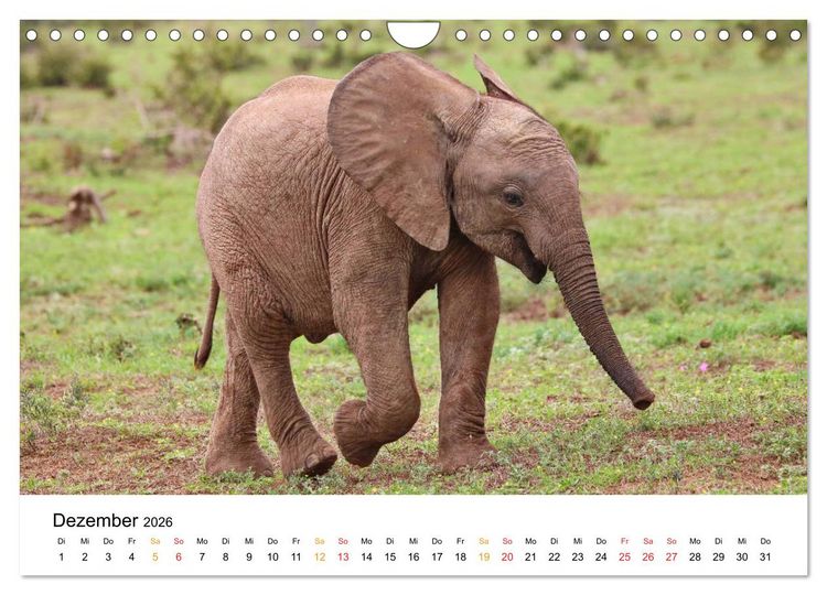 Produktbild: ADDO ELEPHANT NATIONAL PARK Elefanten Babies (Wandkalender 2026 DIN A4 quer), CALVENDO Monatskalender