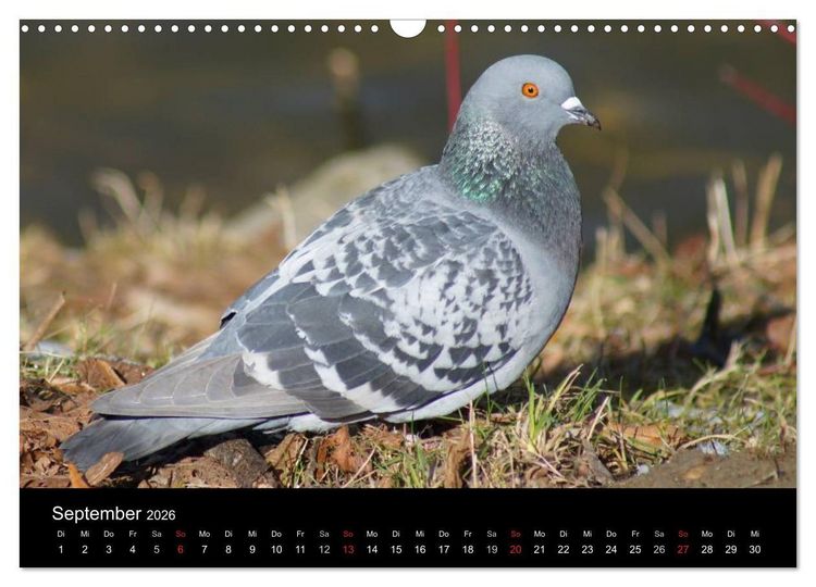 Produktbild: Tauben in der Stadt (Wandkalender 2026 DIN A3 quer), CALVENDO Monatskalender