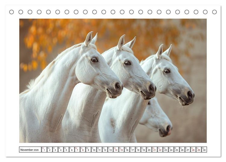 Produktbild: Bezaubernde Eleganz wei&szlig;er Pferde (Tischkalender 2026 DIN A5 quer), CALVENDO Monatskalender