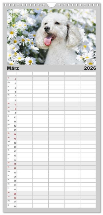 Produktbild: Familienplaner 2026 - Pudel - Gl&uuml;ck auf vier Pfoten mit 5 Spalten (Wandkalender, 21 x 45 cm) CALVENDO