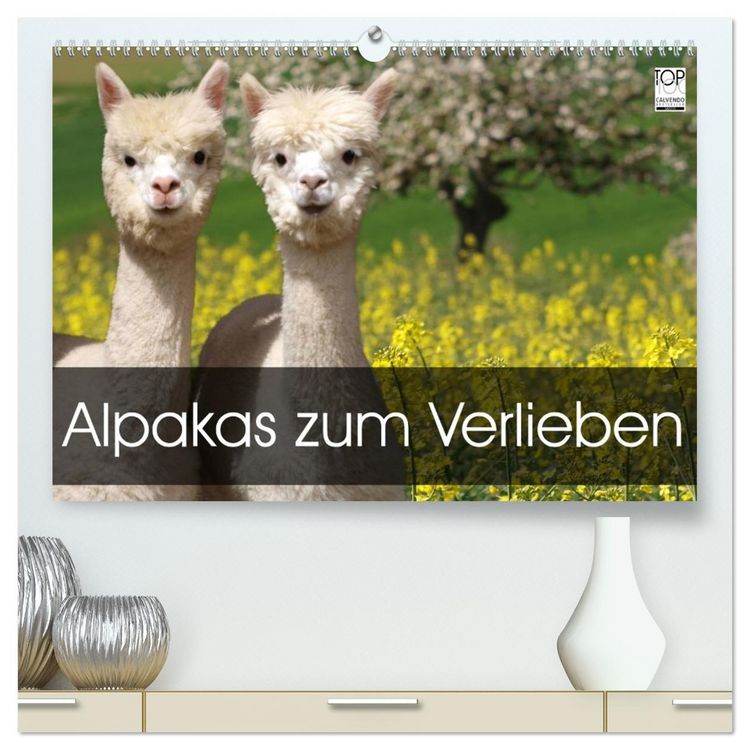 Produktbild: Alpakas zum Verlieben (hochwertiger Premium Wandkalender 2026 DIN A2 quer), Kunstdruck in Hochglanz