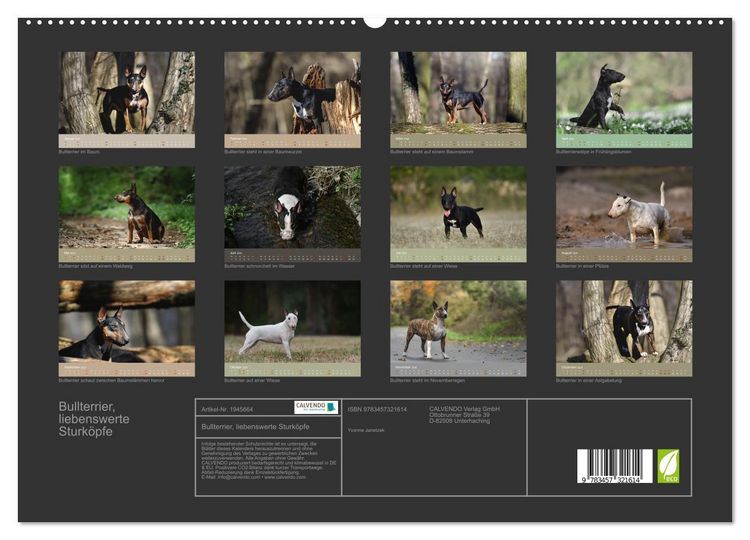 Produktbild: Bullterrier, liebenswerte Sturk&ouml;pfe (hochwertiger Premium Wandkalender 2026 DIN A2 quer), Kunstdruck in Hochglanz