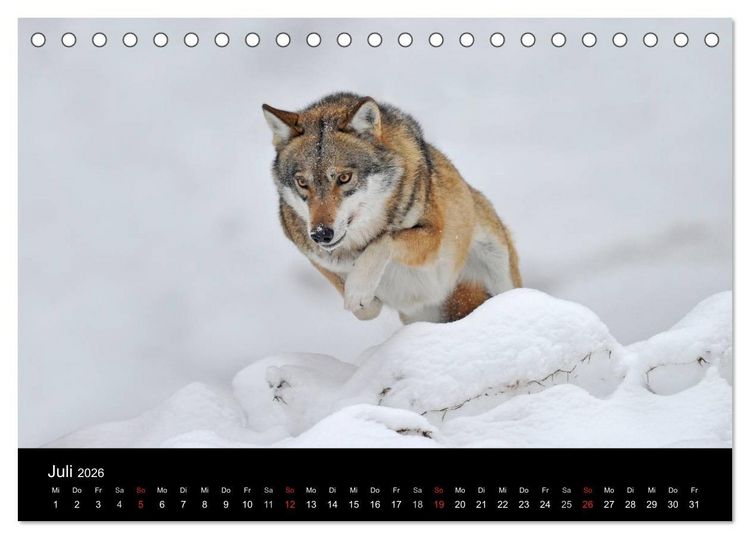 Produktbild: Kanadische W&ouml;lfe im Winter (Tischkalender 2026 DIN A5 quer), CALVENDO Monatskalender