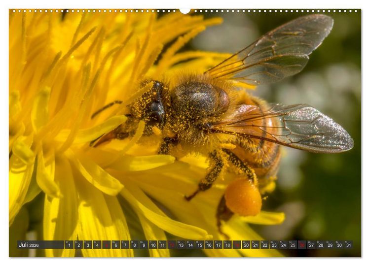 Produktbild: Sehe die Bienen (Wandkalender 2026 DIN A2 quer), CALVENDO Monatskalender