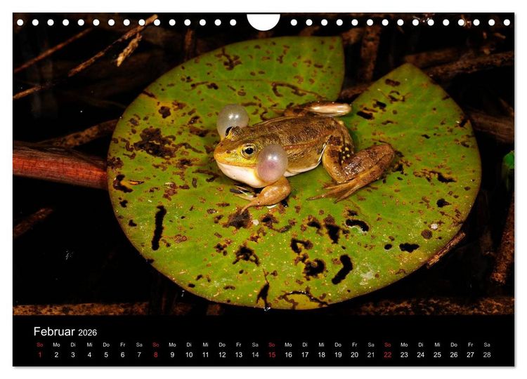 Produktbild: Fr&ouml;sche (Wandkalender 2026 DIN A4 quer), CALVENDO Monatskalender