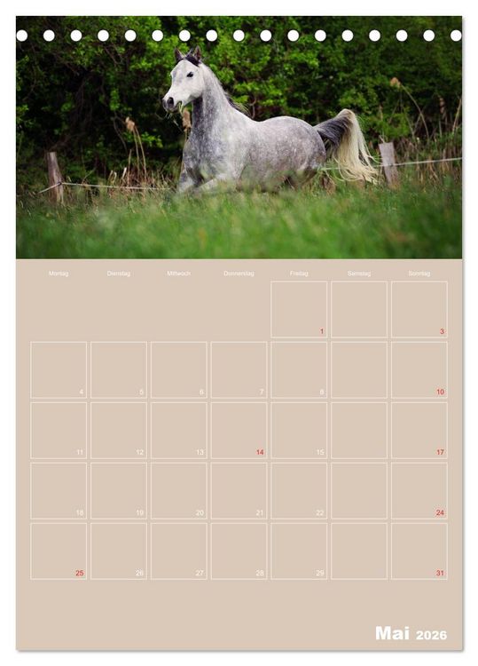 Produktbild: Pferde / Planer (Tischkalender 2026 DIN A5 hoch), CALVENDO Monatskalender