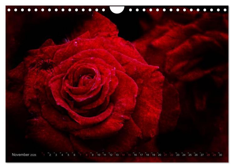Produktbild: Gothic Rose - Rosen aus dem Garten der Finsternis (Wandkalender 2026 DIN A4 quer), CALVENDO Monatskalender