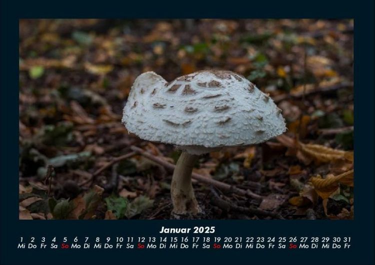 Produktbild: Pilzkalender 2025 Fotokalender DIN A4