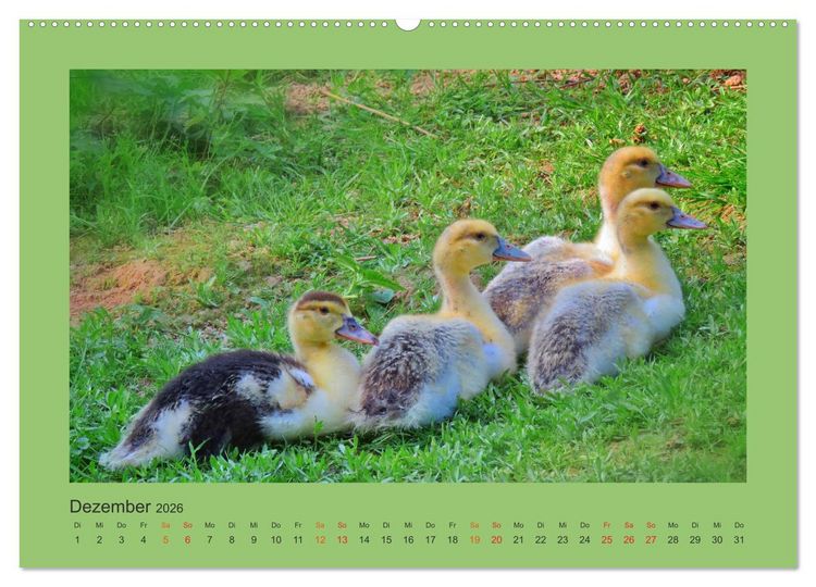 Produktbild: Wer schnattert und gackert denn da? - K&uuml;ken-Edition (Wandkalender 2026 DIN A2 quer), CALVENDO Monatskalender