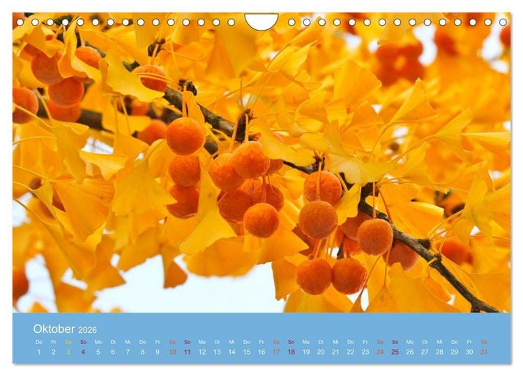 Produktbild: Geliebter Ginkgo (Wandkalender 2026 DIN A4 quer), CALVENDO Monatskalender