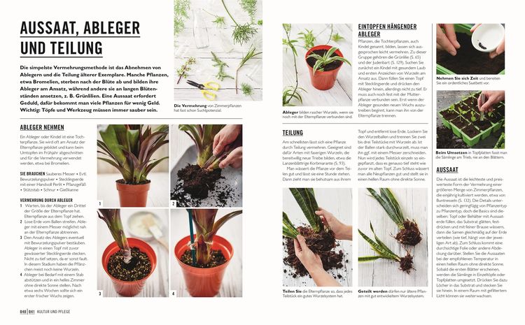 Produktbild: Gr&uuml;nes Gartenwissen. Die sch&ouml;nsten Zimmerpflanzen