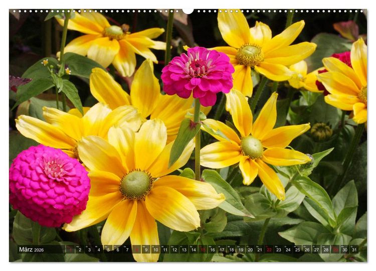 Produktbild: Sonnenhut im Garten (Wandkalender 2026 DIN A2 quer), CALVENDO Monatskalender