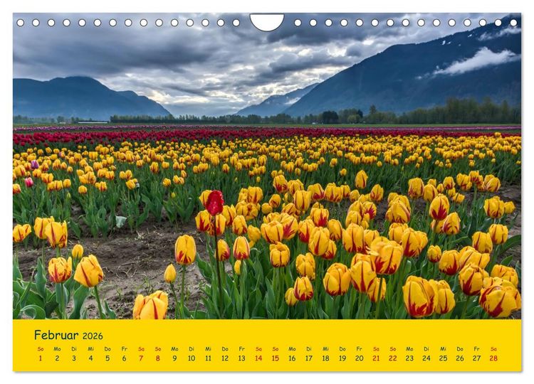 Produktbild: Tulpentraum (Wandkalender 2026 DIN A4 quer), CALVENDO Monatskalender