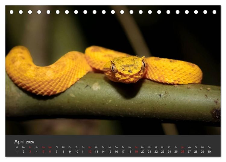 Produktbild: Costa Rica tierisch gut 2026 (Tischkalender 2026 DIN A5 quer), CALVENDO Monatskalender