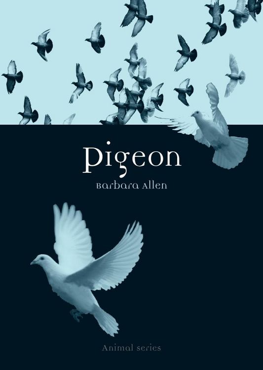 Produktbild: Pigeon