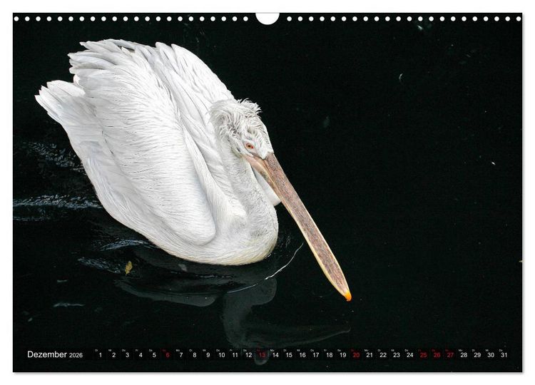 Produktbild: Tierisch gut: Wasserv&ouml;gel (Wandkalender 2026 DIN A3 quer), CALVENDO Monatskalender