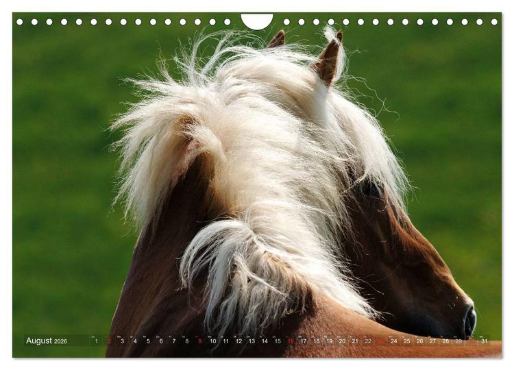 Produktbild: Haflinger Sch&ouml;nheiten (Wandkalender 2026 DIN A4 quer), CALVENDO Monatskalender