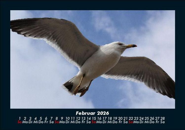 Produktbild: M&ouml;wen 2026 Fotokalender DIN A5
