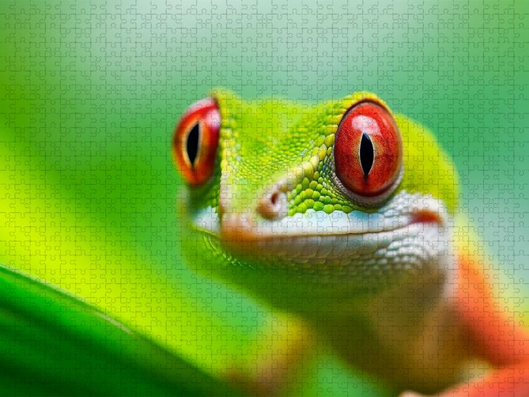 Produktbild: CALVENDO Puzzle Gecko Portrait | 2000 Teile Lege-Gr&ouml;&szlig;e 90x67cm Foto-Puzzle f&uuml;r gl&uuml;ckliche Stunden