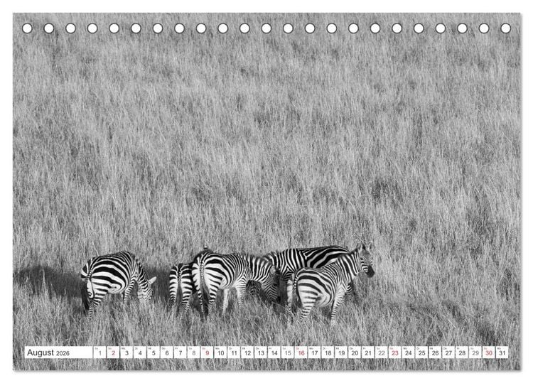 Produktbild: Emotionale Momente: Zebras - black & white. (Tischkalender 2026 DIN A5 quer), CALVENDO Monatskalender