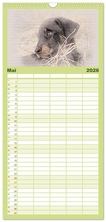 Produktbild: Familienplaner 2026 - Franz&ouml;sische Hirtenhunde 2026 mit 5 Spalten (Wandkalender, 21 x 45 cm) CALVENDO