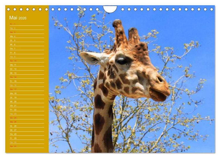 Produktbild: Giraffen / Geburtstagskalender (Wandkalender 2026 DIN A4 quer), CALVENDO Monatskalender