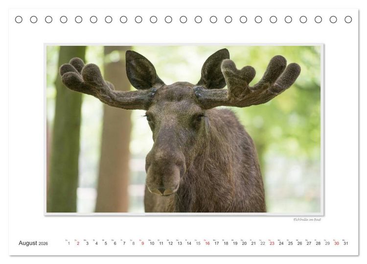 Produktbild: Emotionale Momente: Europ&auml;ischer Elch Part II (Tischkalender 2026 DIN A5 quer), CALVENDO Monatskalender