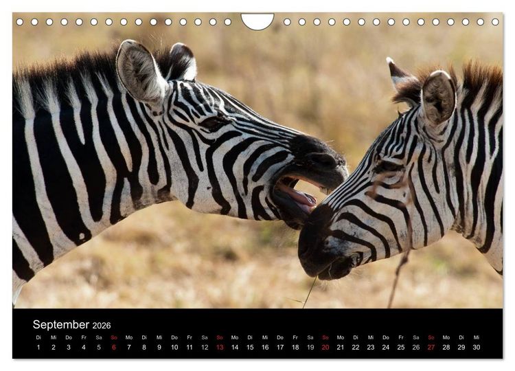Produktbild: Zebras - Faszination der Streifen (Wandkalender 2026 DIN A4 quer), CALVENDO Monatskalender