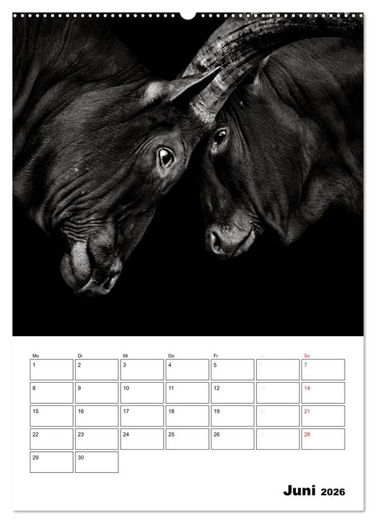 Produktbild: Charakterk&ouml;pfe aus der Welt der Tiere (hochwertiger Premium Wandkalender 2026 DIN A2 hoch), Kunstdruck in Hochglanz