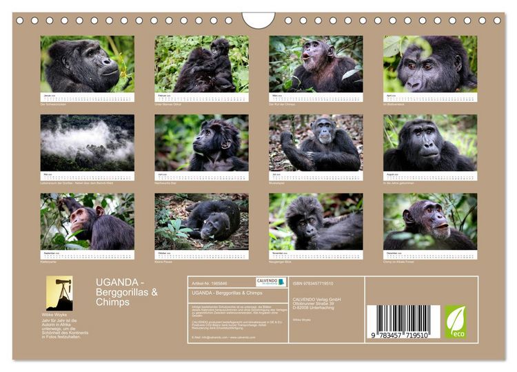 Produktbild: UGANDA - Berggorillas & Chimps (Wandkalender 2026 DIN A4 quer), CALVENDO Monatskalender