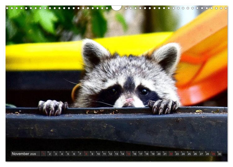 Produktbild: Besuch vom Waschb&auml;r (Wandkalender 2026 DIN A3 quer), CALVENDO Monatskalender
