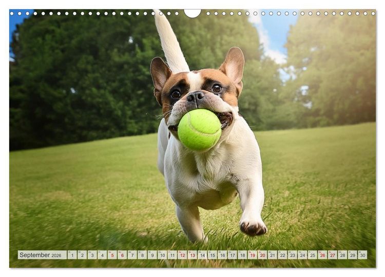 Produktbild: Bullys in Action - Franz&ouml;sische Bulldoggen lieben B&auml;lle (Wandkalender 2026 DIN A3 quer), CALVENDO Monatskalender