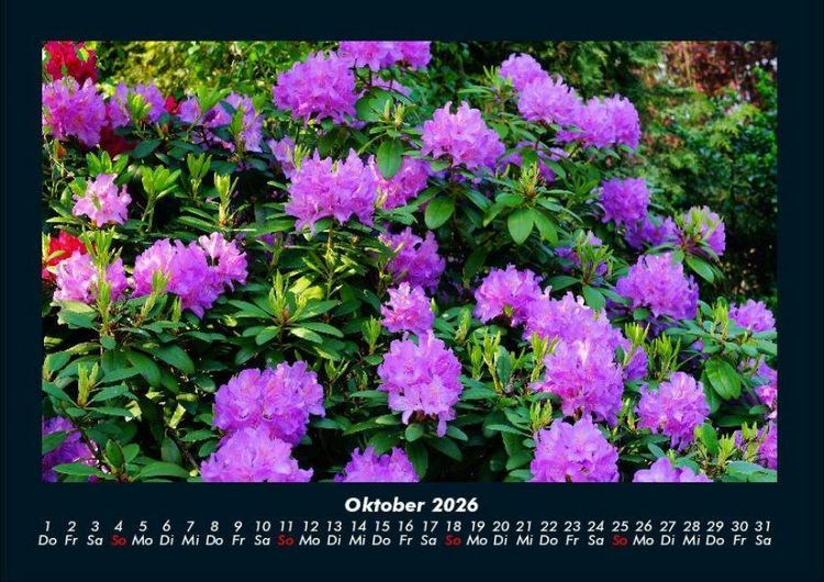 Produktbild: Blumenzauber 2026 Fotokalender DIN A4