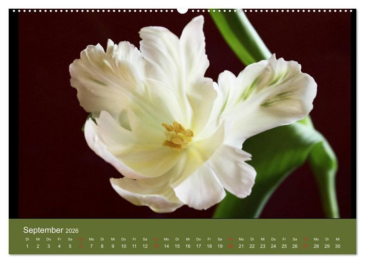 Produktbild: Fantastische Reise in die Welt der Blumen (Wandkalender 2026 DIN A2 quer), CALVENDO Monatskalender