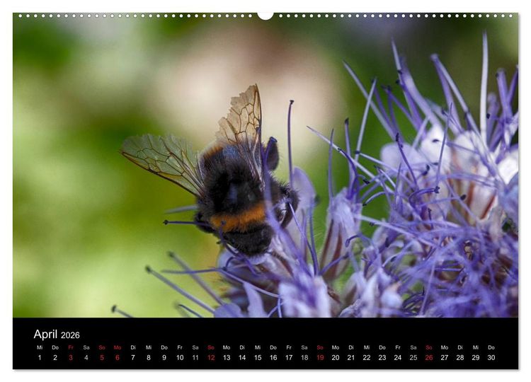 Produktbild: Hummelflug (hochwertiger Premium Wandkalender 2026 DIN A2 quer), Kunstdruck in Hochglanz