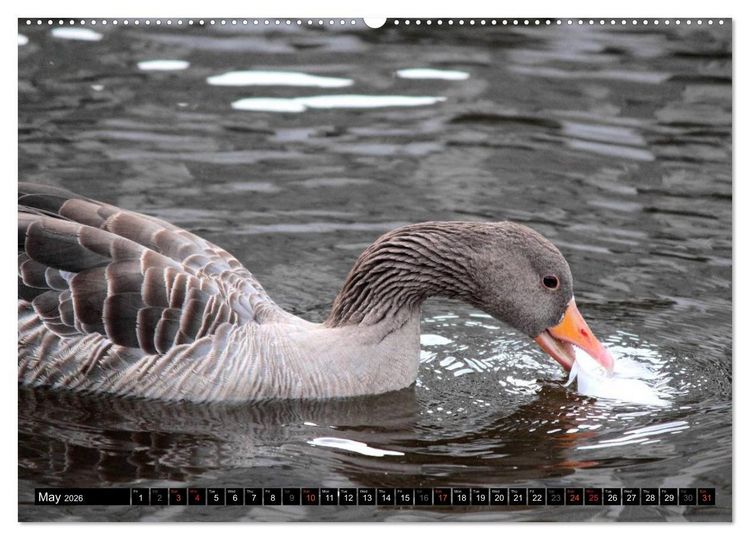 Produktbild: Lovely Water Birds (High Quality Premium Wall Calendar 2026 DIN A2 landscape),CALVENDO 12 Month Wall Calendar