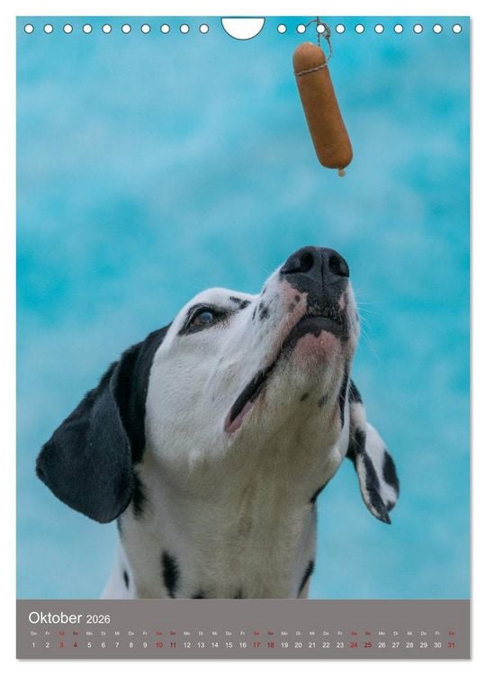 Produktbild: Hundegesichter beim W&uuml;rstchenschnappen (Wandkalender 2026 DIN A4 hoch), CALVENDO Monatskalender