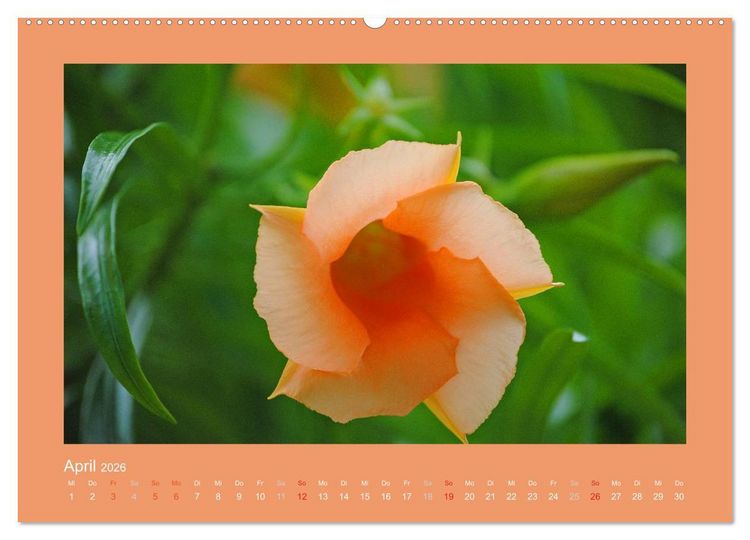 Produktbild: Aloha Bl&uuml;tenzauber aus Hawaii (hochwertiger Premium Wandkalender 2026 DIN A2 quer), Kunstdruck in Hochglanz