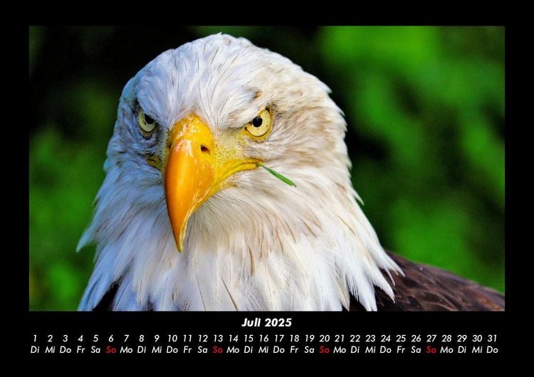 Produktbild: Adler 2025 Fotokalender DIN A3