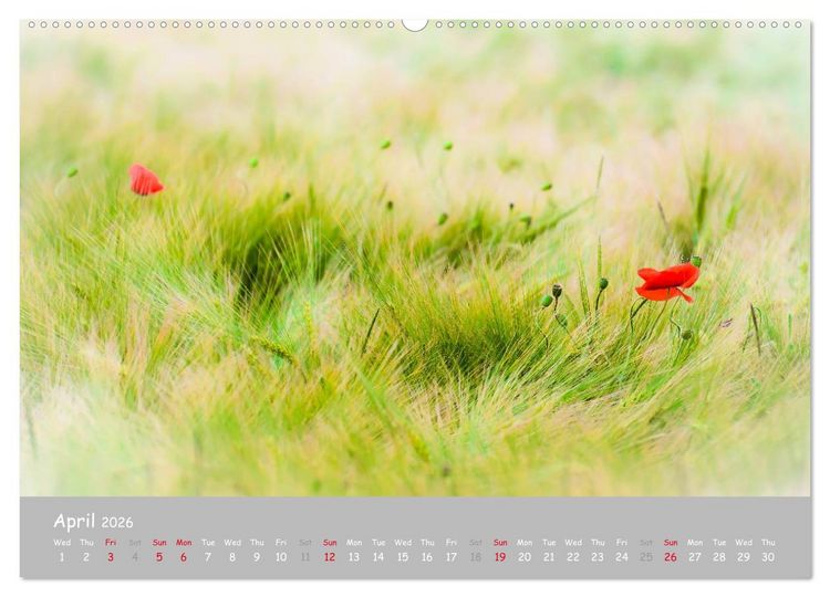 Produktbild: Poppy Love (High Quality Premium Wall Calendar 2026 DIN A2 landscape),CALVENDO 12 Month Wall Calendar