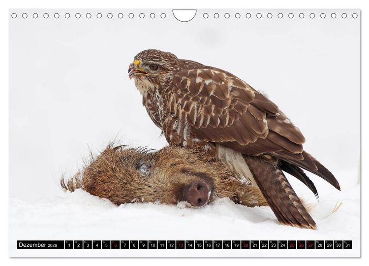 Produktbild: GREIFV&Ouml;GEL wild & frei (Wandkalender 2026 DIN A4 quer), CALVENDO Monatskalender