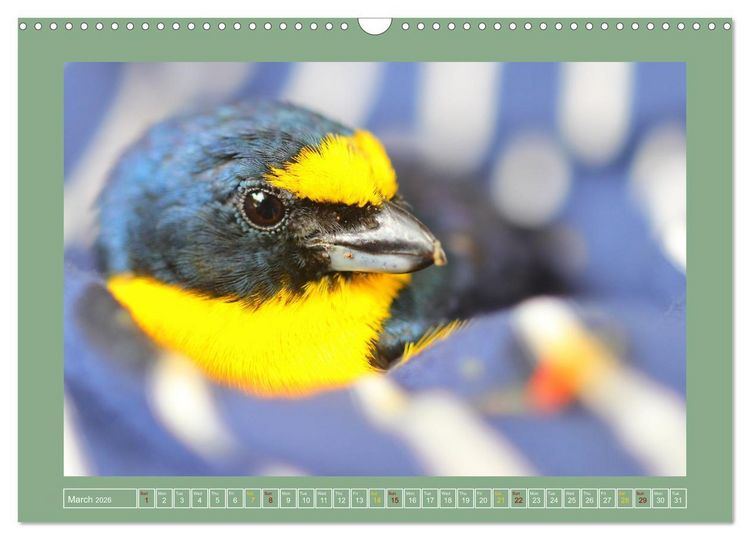 Produktbild: Some Costa Rican Birds (Wall Calendar 2026 DIN A3 landscape), CALVENDO 12 Month Wall Calendar