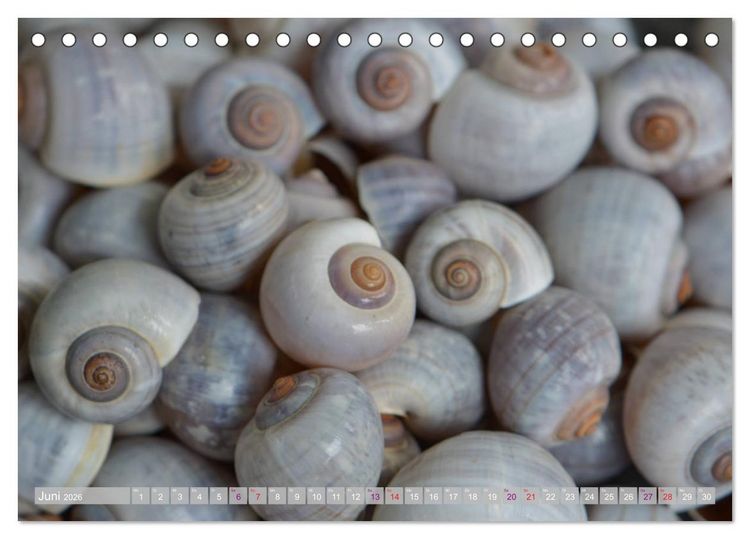 Produktbild: H&auml;user der Meere: Muscheln - Seeigel - Schnecken (Tischkalender 2026 DIN A5 quer), CALVENDO Monatskalender