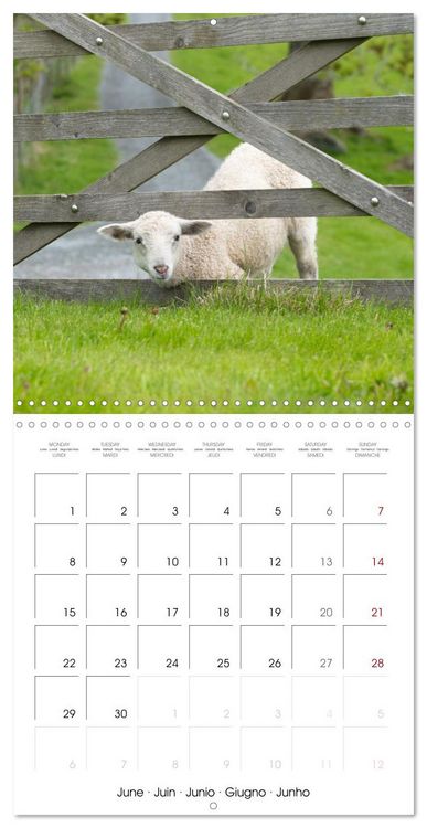 Produktbild: The wonderful world of sheep (Wall Calendar 2026 12 &times; 12 Inch) CALVENDO 12 Month Wall Calendar