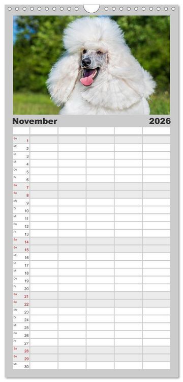 Produktbild: Familienplaner 2026 - Pudel - Gl&uuml;ck auf vier Pfoten mit 5 Spalten (Wandkalender, 21 x 45 cm) CALVENDO