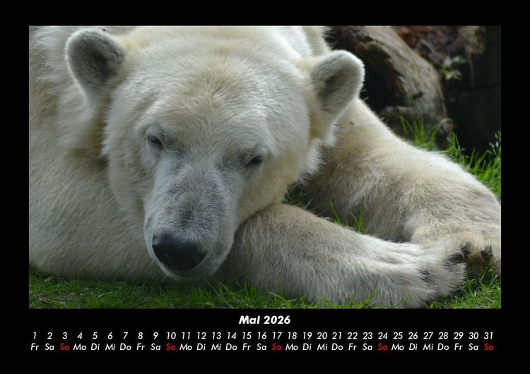 Produktbild: Pinguine & Eisb&auml;ren 2026 Fotokalender DIN A3